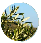 Olive Leaf Extract - neuroprotective antioxidant
